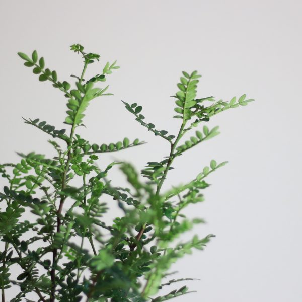 Lime Prickly Ash