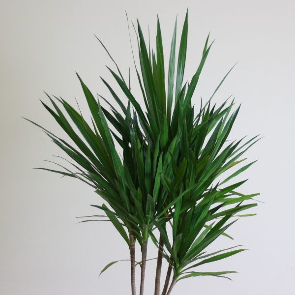 Spineless Yucca