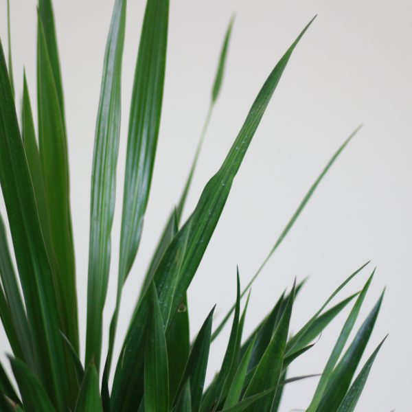 Spineless Yucca