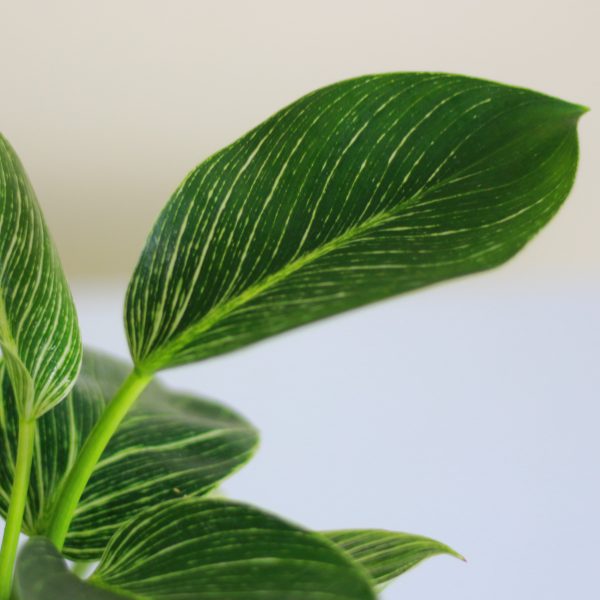 Philodendron Birkin