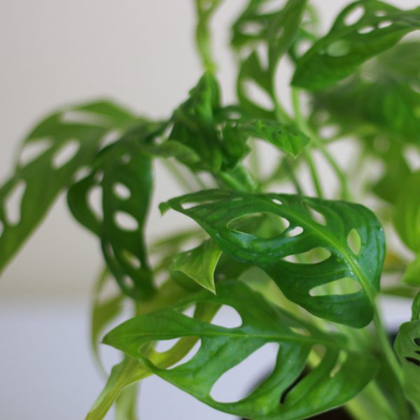 Monstera Adansonii