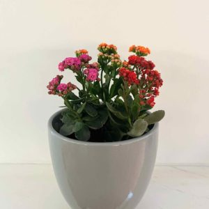 Pre potted kalanchoe