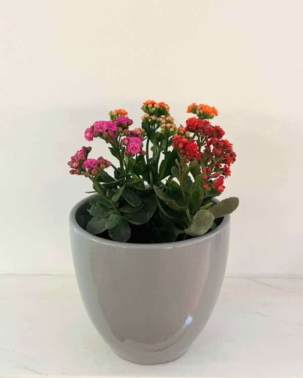 Pre potted kalanchoe