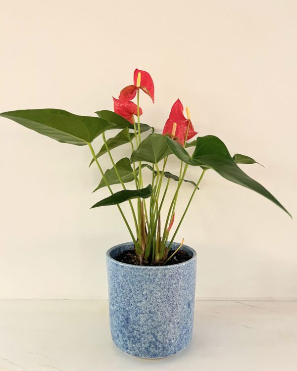 prepotted anthurium in speckled blue pot