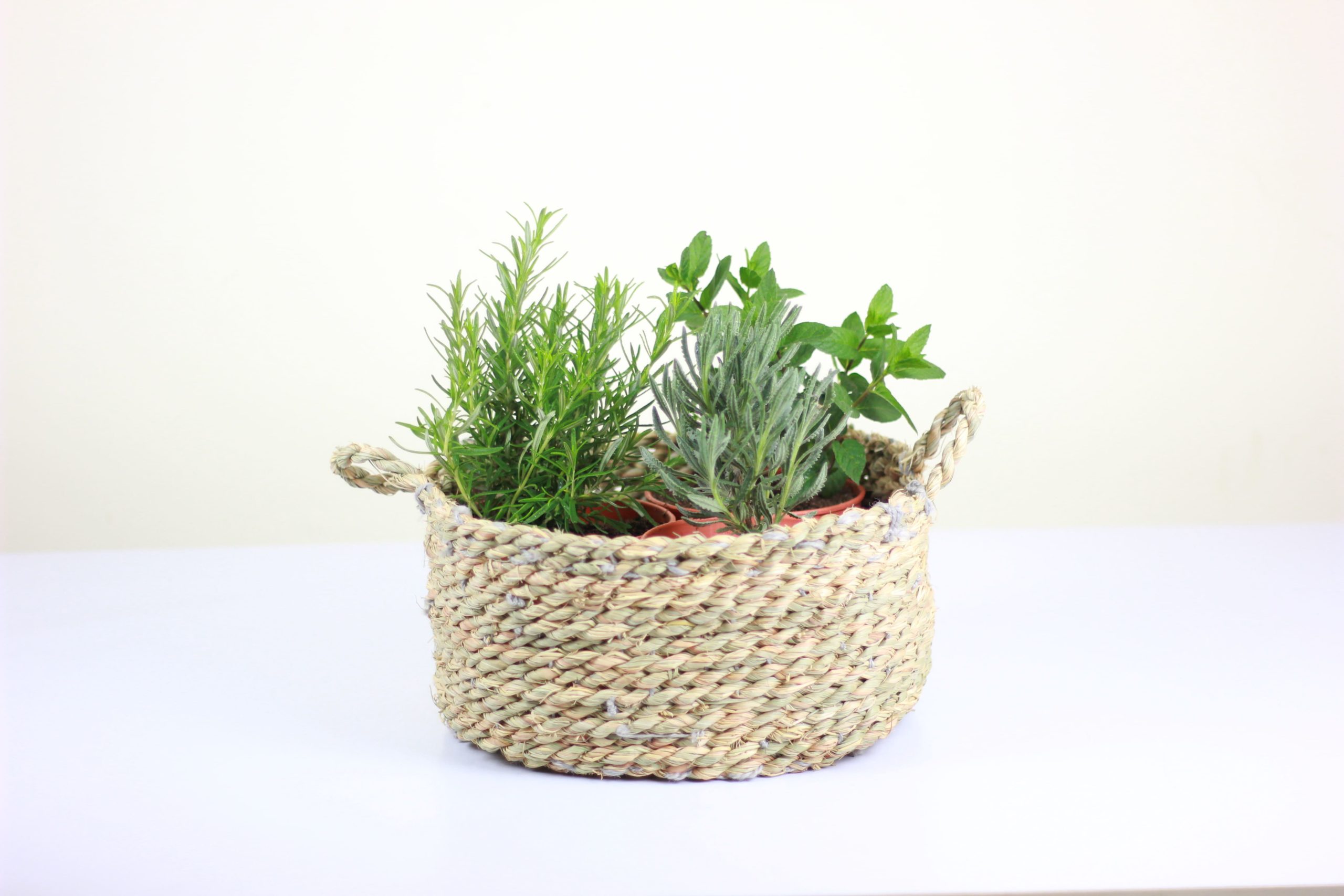 Garden Pot