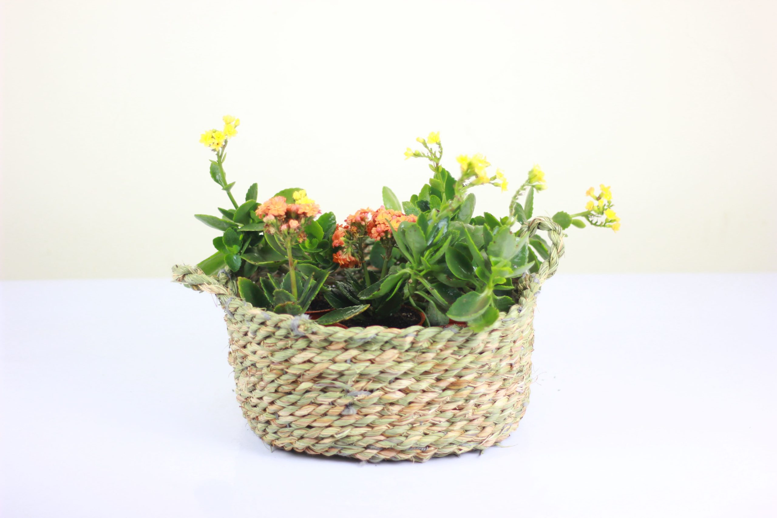 Garden Pot