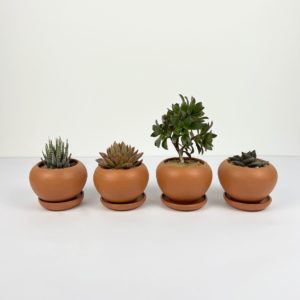 pre potted Gladiator set front