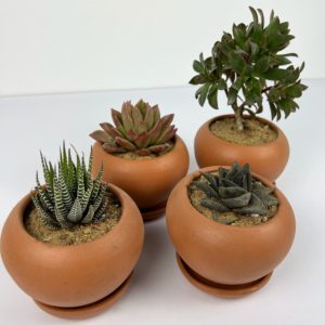 pre potted Gladiator set close up
