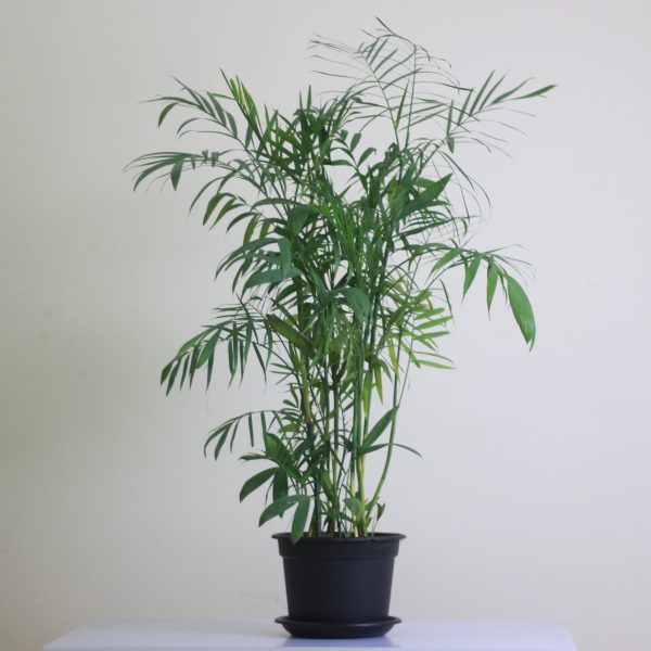 Bamboo Palm