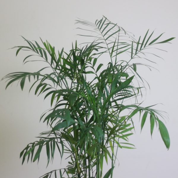 Bamboo Palm