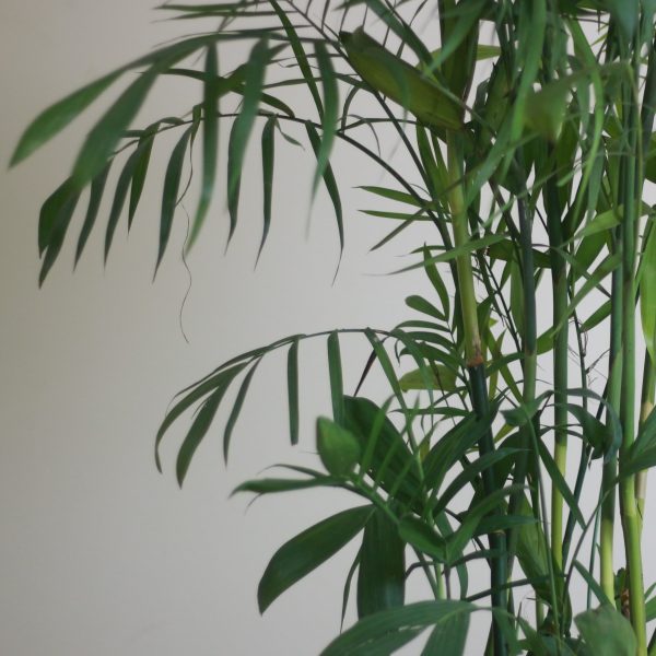 Bamboo Palm
