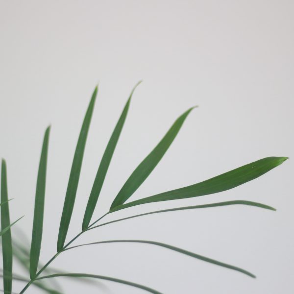Bamboo Palm