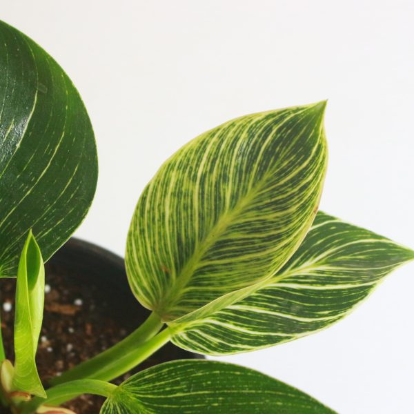 Philodendron Birkin