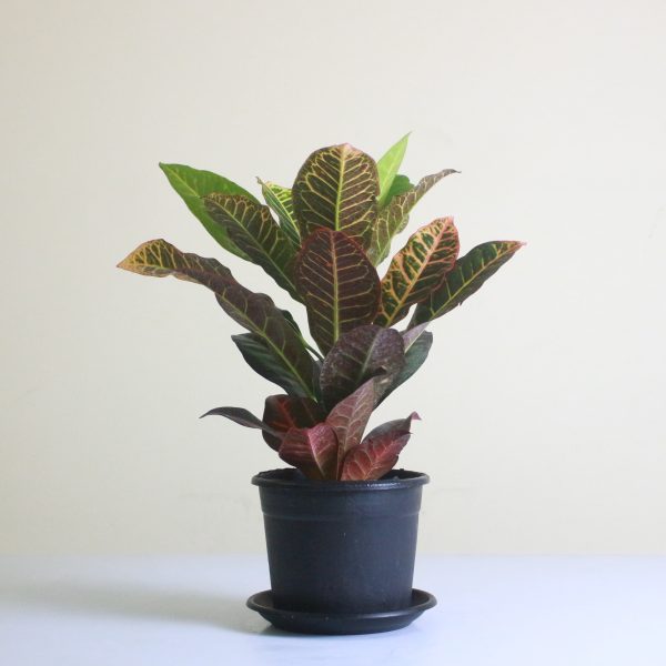 Croton