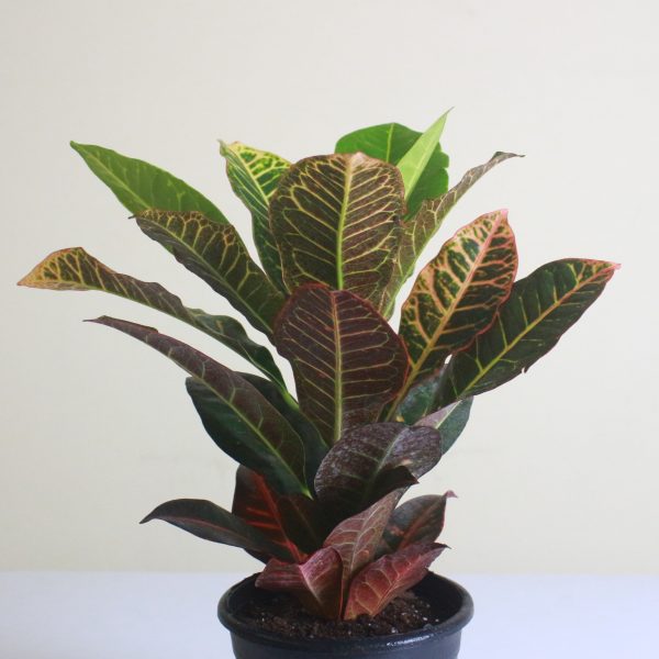 Croton