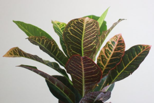 Croton