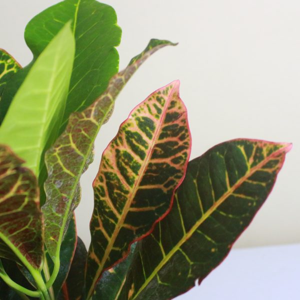 Croton