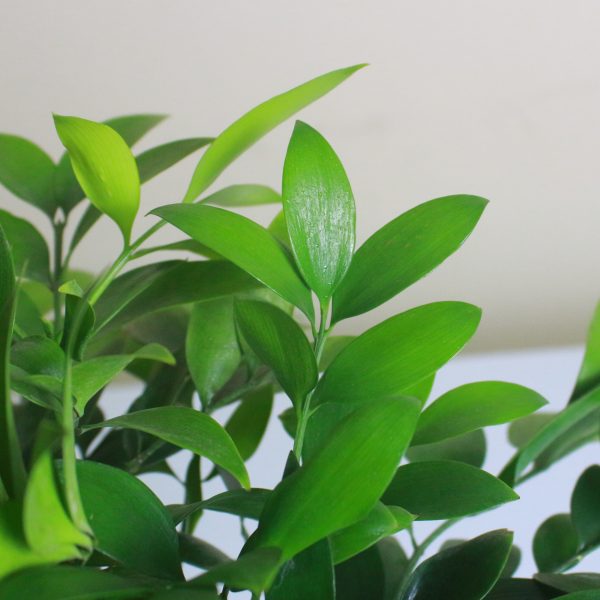 Asian Bayberry
