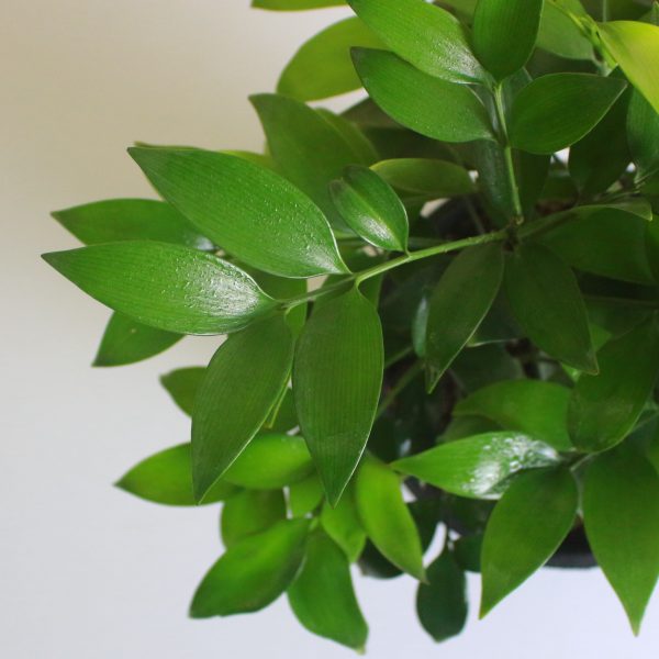 Asian Bayberry