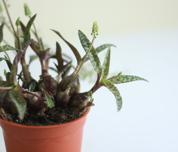 Silver Squill