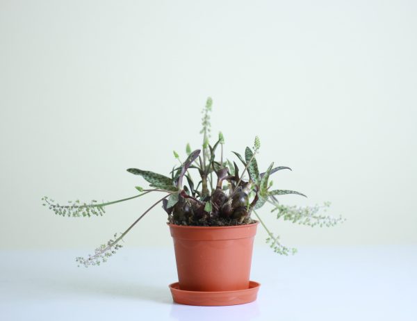 Silver Squill