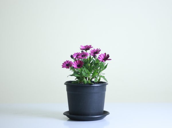 African Daisy