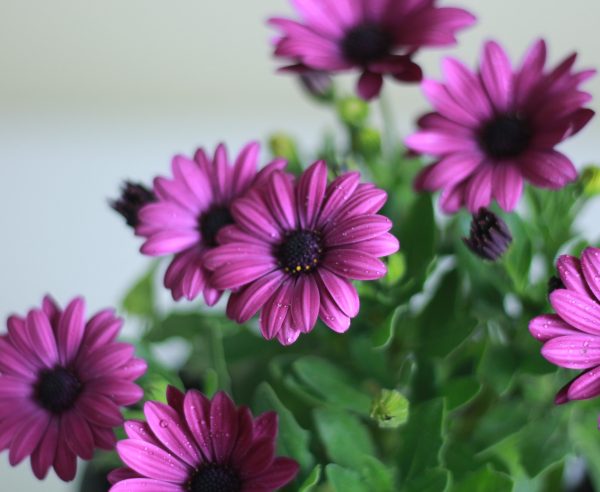 African Daisy
