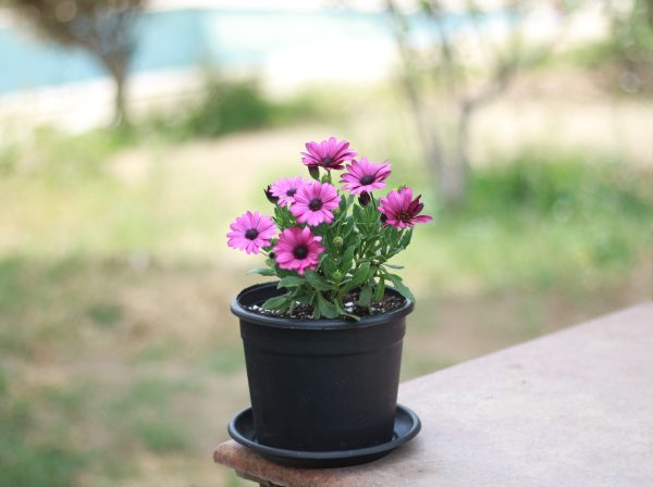 African Daisy