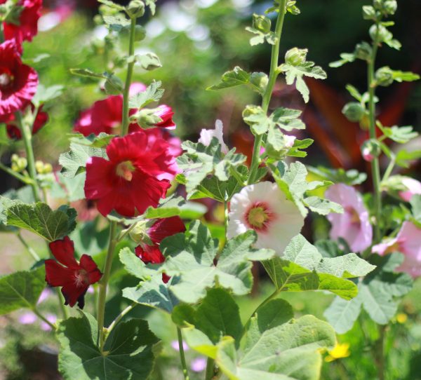Hollyhock
