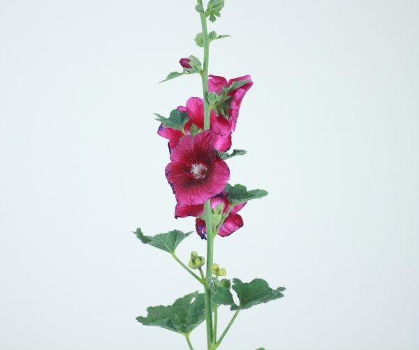 Hollyhock