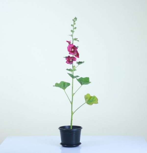Hollyhock