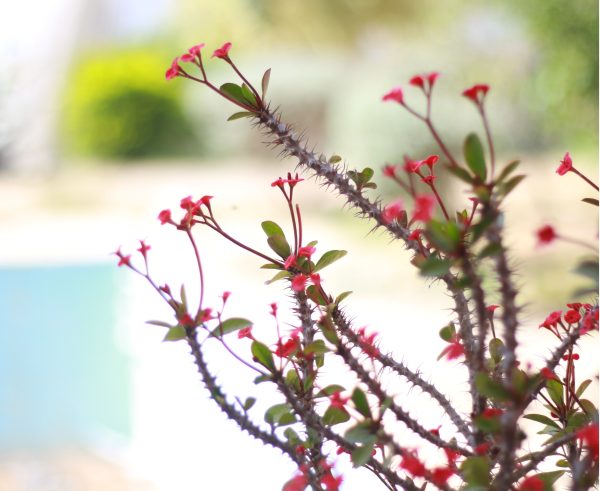 Crown of Thorns
