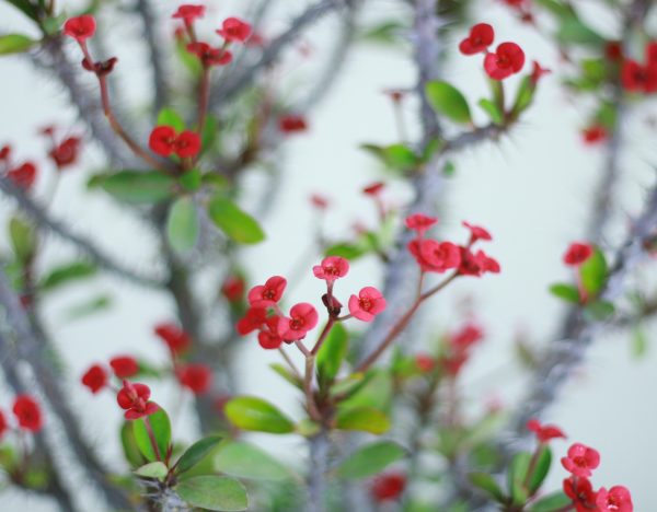 Crown of Thorns