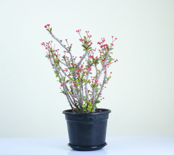 Crown of Thorns