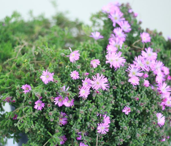Rose Ice Plant