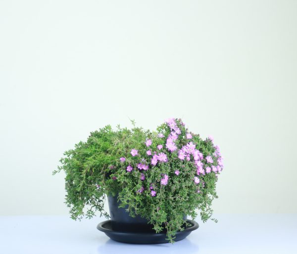 Rose Ice Plant