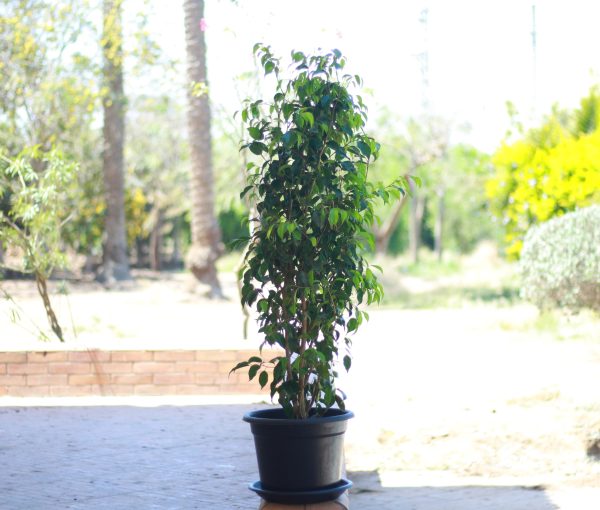 Weeping Fig