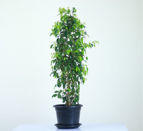 Weeping Fig