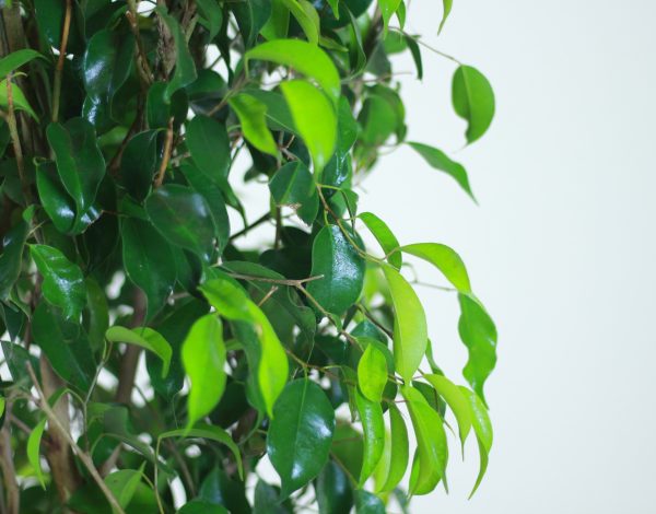 Weeping Fig