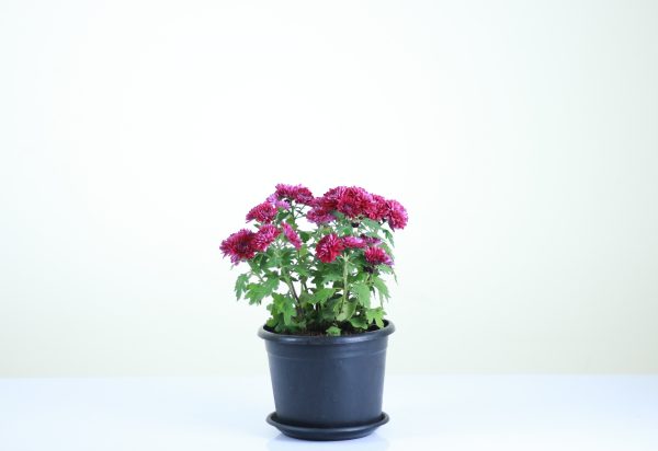 Garden Mum