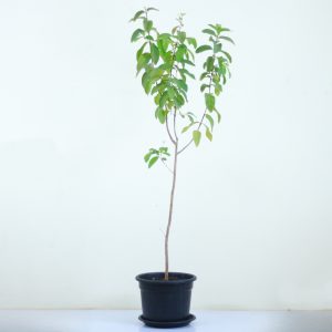 Guava