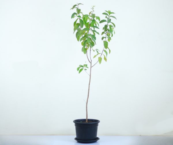 Guava