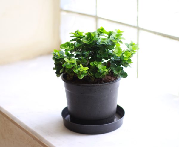Boxwood Beauty Natal Plum
