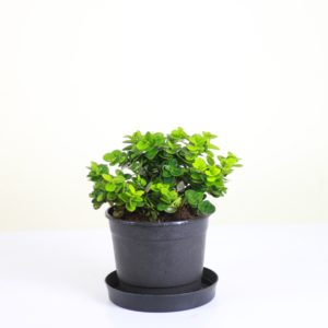 Boxwood Beauty Natal Plum