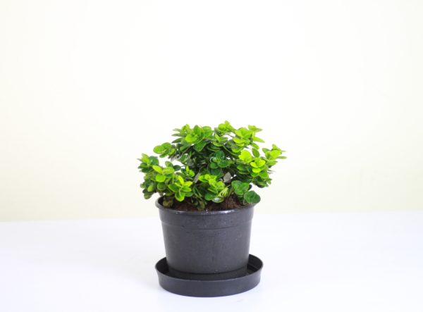 Boxwood Beauty Natal Plum