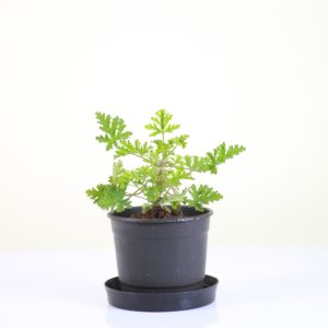 Citronella Geranium