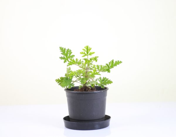 Citronella Geranium