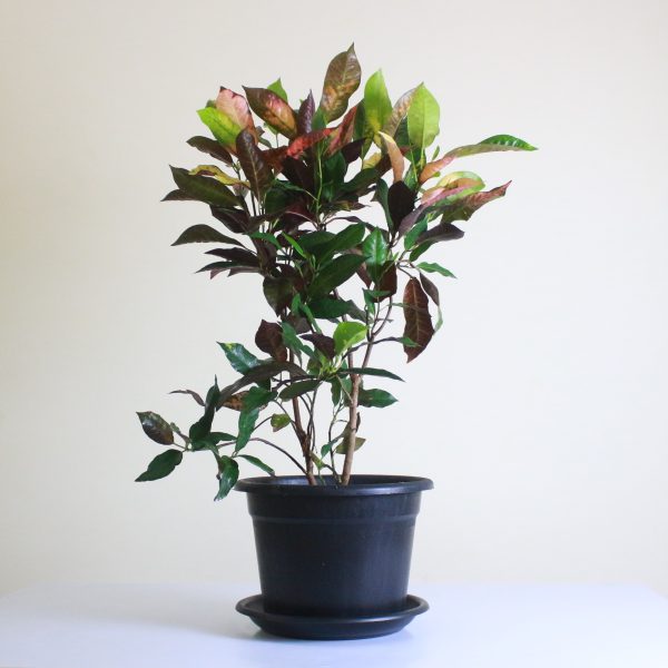 Iceton Croton