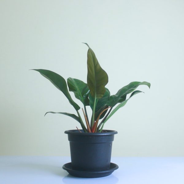 Philodendron Imperial Red