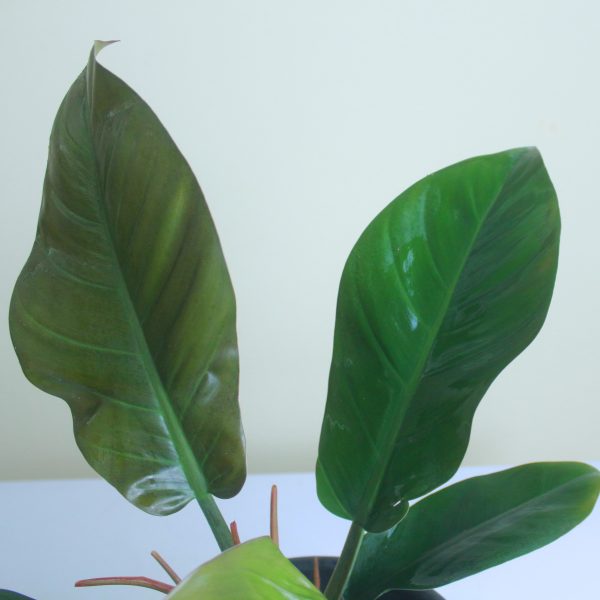 Philodendron Imperial Red